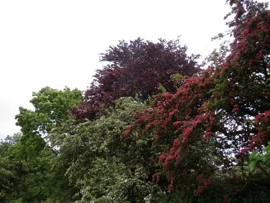 Darenth Woods