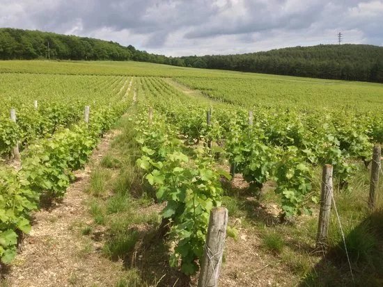 Domaine Georges Millerioux et Fils
