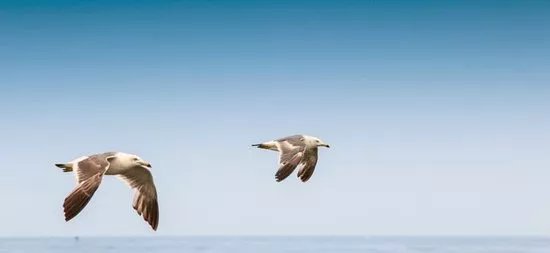 Sussex Dolphin Project