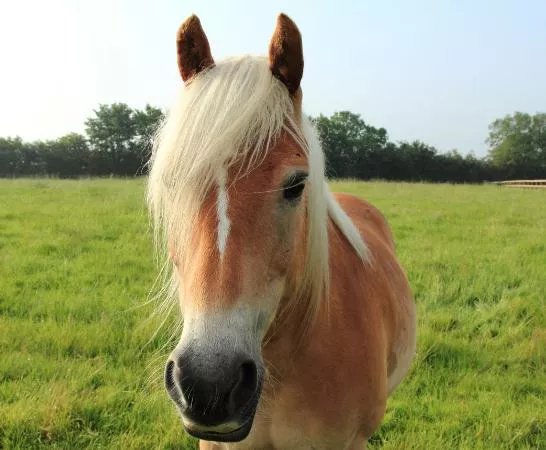 Rein and Shine