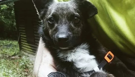 Happy Dog Forest Hike
