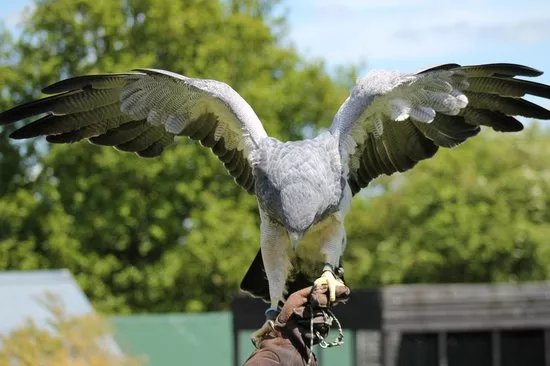 Yarak Bird of Prey