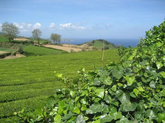 Plantacoes de Cha Gorreana