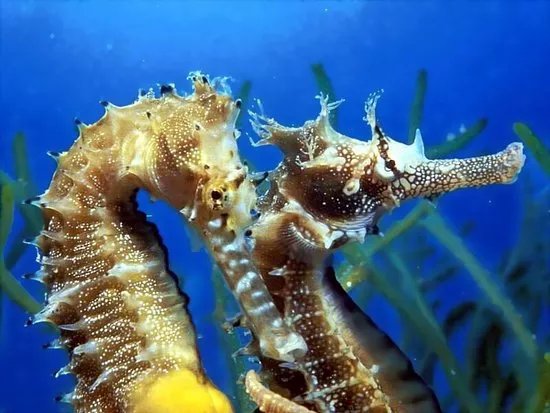 Diving Salou