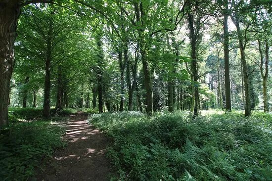 Queenswood Country Park & Arboretum