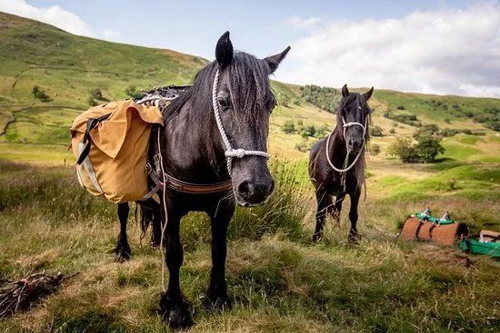 Fell Pony Adventures