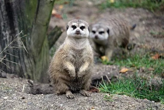 Tierpark Weisswasser