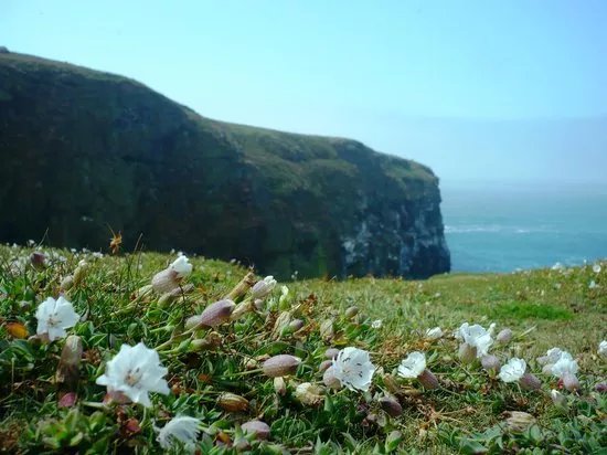 Skomer Island