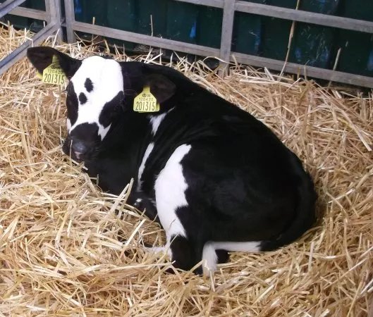 Our Cow Molly Dairy Farm & Ice Cream Shop