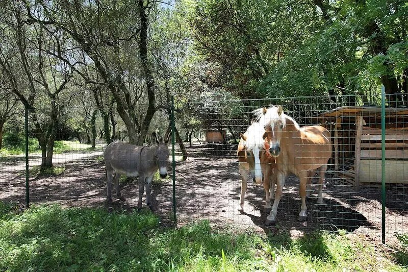 Vacation Home "La Casetta Nel Bosco" with Private Terrace & Wi-Fi