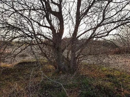 Duin De Hoge Blekker