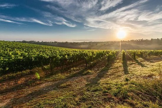 Tuscanist - Masters of Tuscany