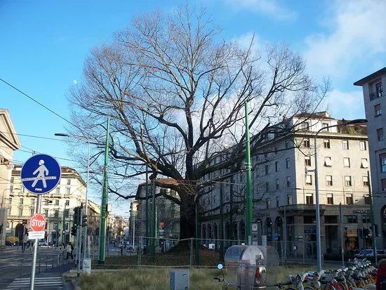 Quercia Storica di Piazza XXIV Maggio