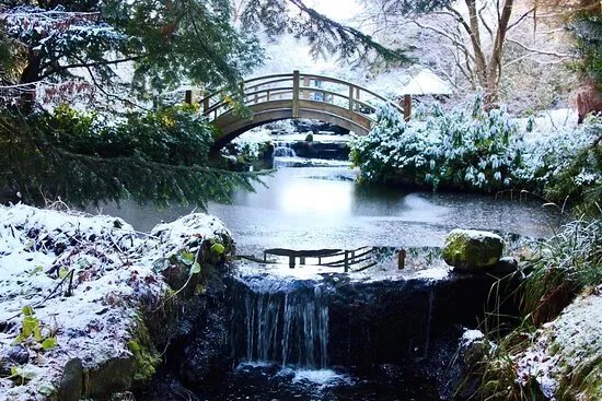 Japanese Water Garden