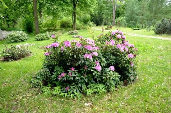 Dendrologic Garden