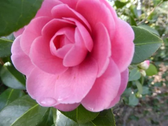 Camellia Park
