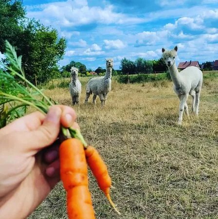 Alpaca Waasland