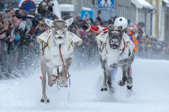 National Championship In Reindeer Racing