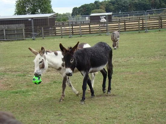 The Wonkey Donkey Visitors Centre