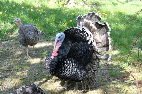 Denmarks Bird Zoo