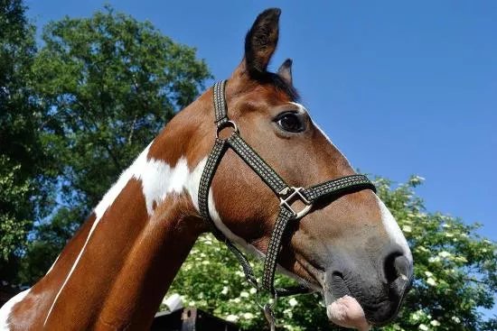 Wythenshawe Park Riding Stables