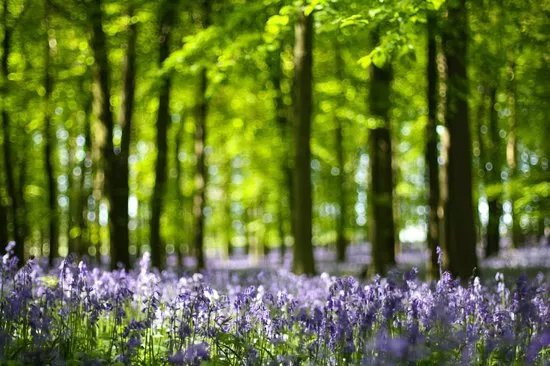 National Trust - Ashridge Estate