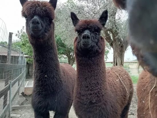 Il Giardino Dell'alpaca