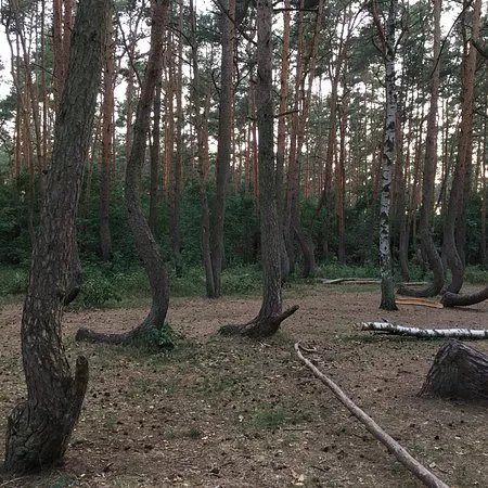 Krzywy Las