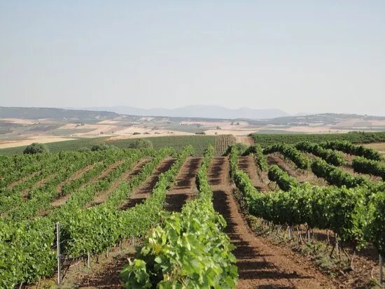 Gikas Winery