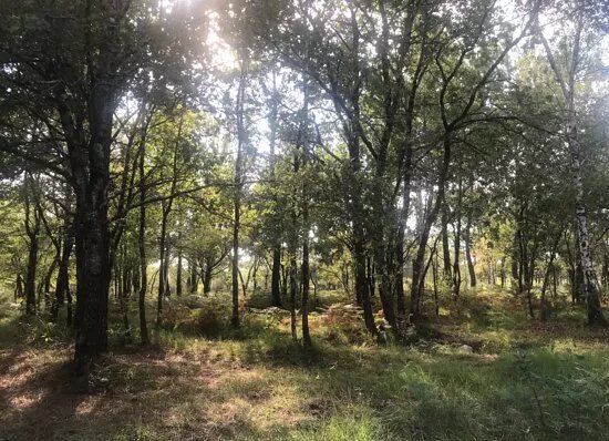 Disc Golf Bordeaux Saint Medard