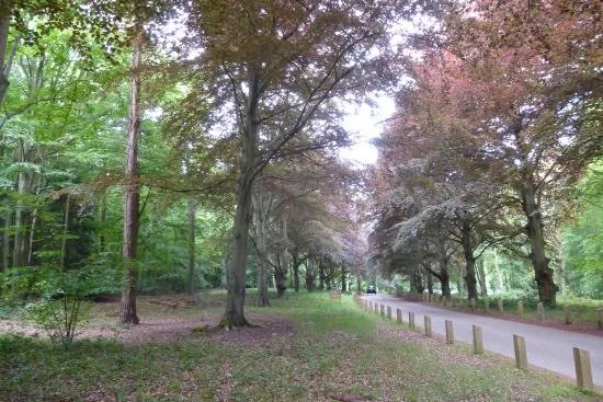 Brandon Country Park