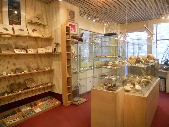Mr Wood's Fossils