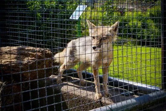 Dierentuin Animal Farm