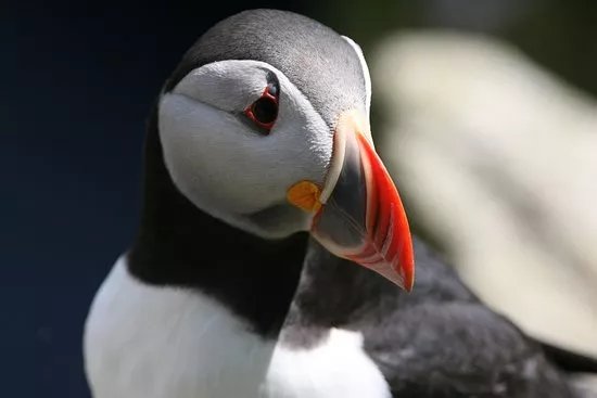Dingle Boat Tours