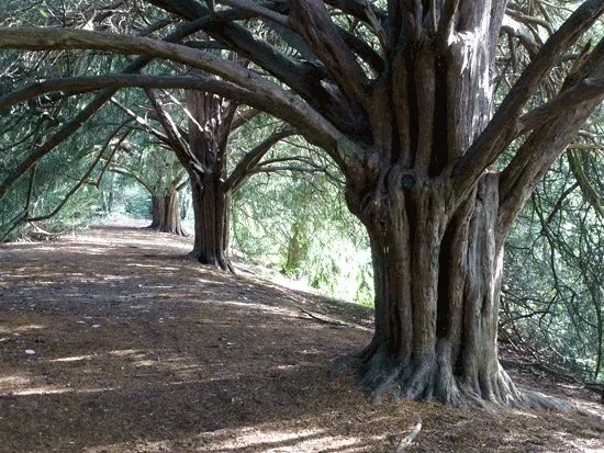 Scadbury Park