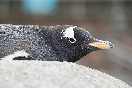 Bergen Aquarium