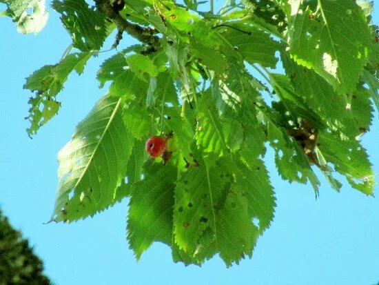 Il Ciliegio di Larzonei