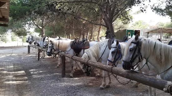 Promenade A Cheval Des Aresquiers
