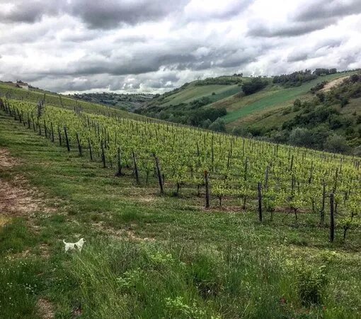 Azienda Agricola Faraone