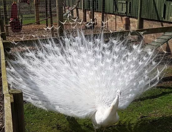 Kirkley Hall Zoological Gardens