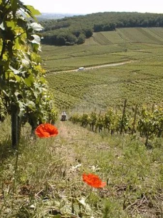 Domaine Binner Christian