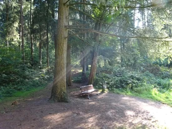 Vareler Wald