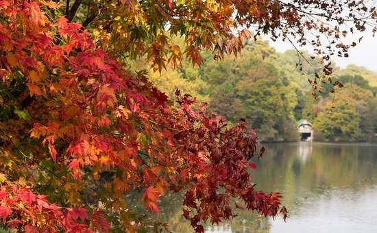 Winkworth Arboretum