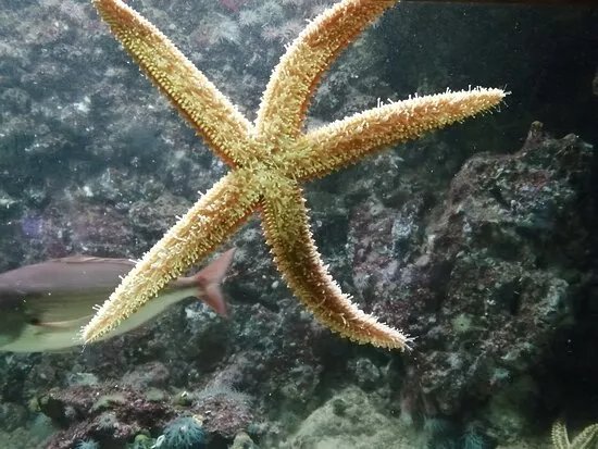 Aquario Vasco da Gama
