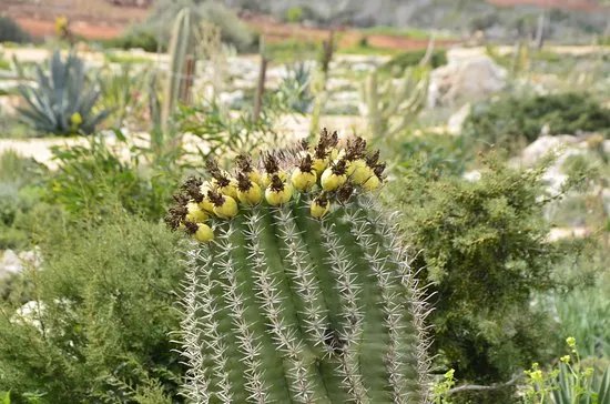 Ayia Napa Cactus Park