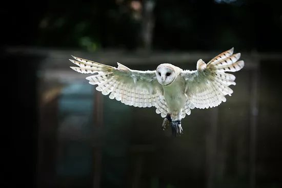Falknerei - skyhunters in nature