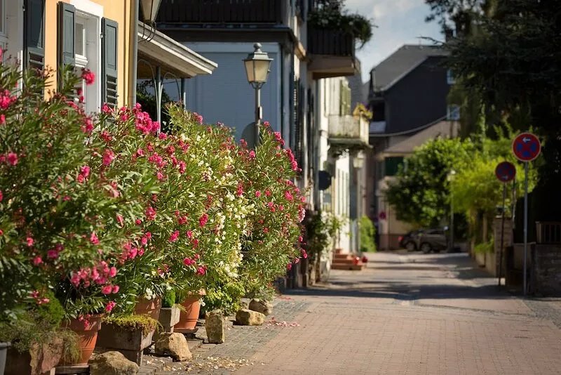 Vacations in the Rheingau Monument near the beach - Hotel Schwan (with charging