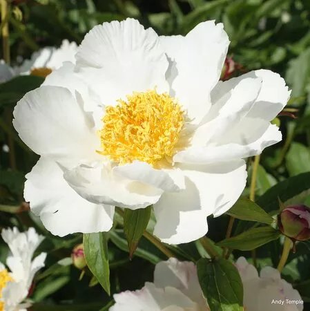 Stow Hall Gardens