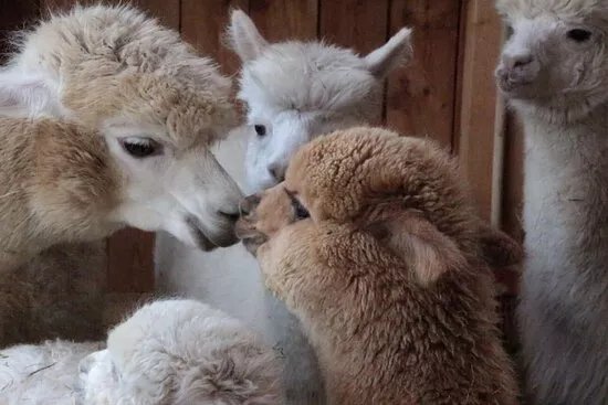GAW Graceland Alpacas Wehrsdorf