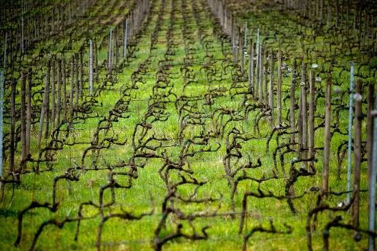 Lucca Wine Treasures